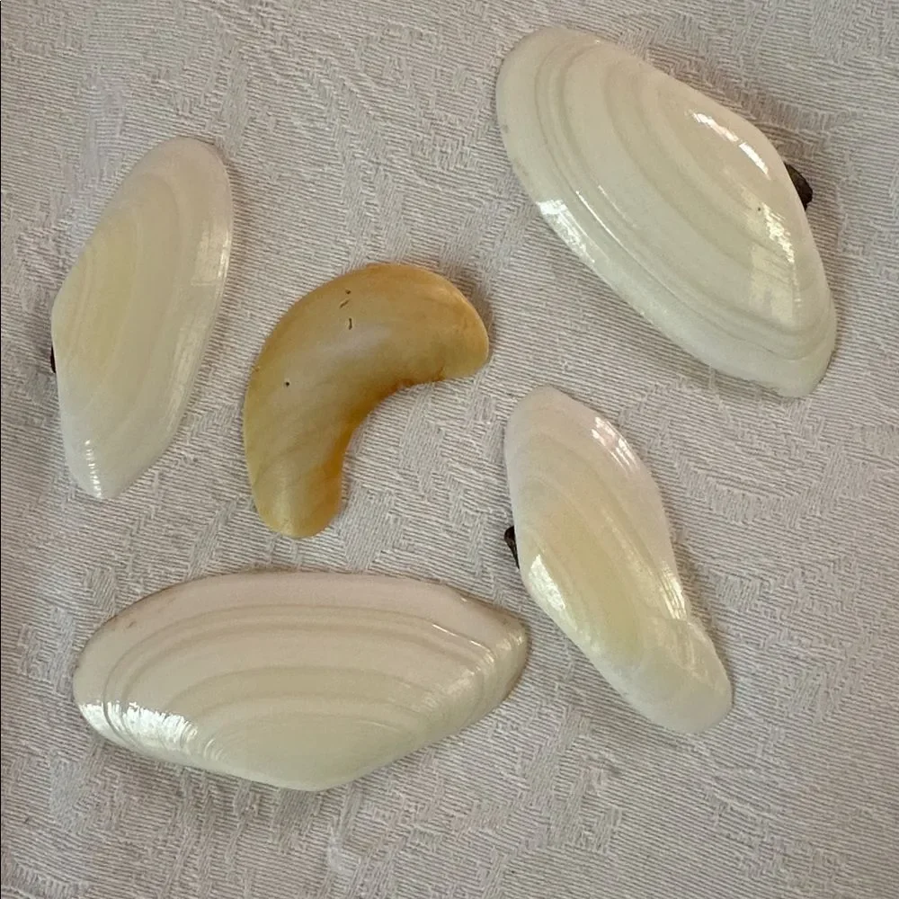 Sea Shells From Bahamas Florida Small Clams - Picture 6 of 8